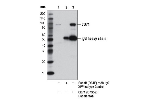 Immunoprecipitation Image 1: CD71 (D7S5Z) Rabbit mAb
