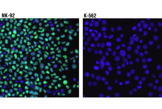 Immunofluorescence Image 1: T-bet/TBX21 (D6N8B) XP® Rabbit mAb