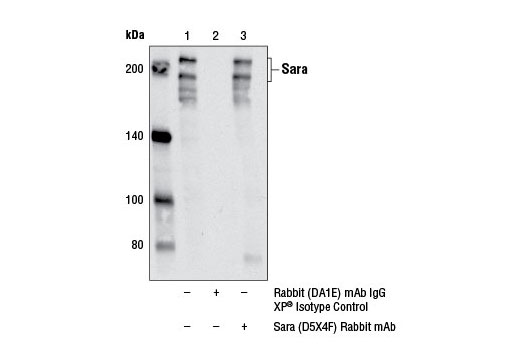Immunoprecipitation Image 1: Sara (D5X4F) Rabbit mAb
