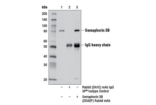 Immunoprecipitation Image 1: Semaphorin 3B (D5A2P) Rabbit mAb