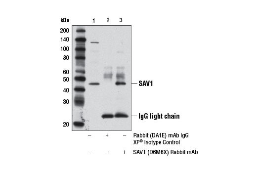 Immunoprecipitation Image 1: SAV1 (D6M6X) Rabbit mAb