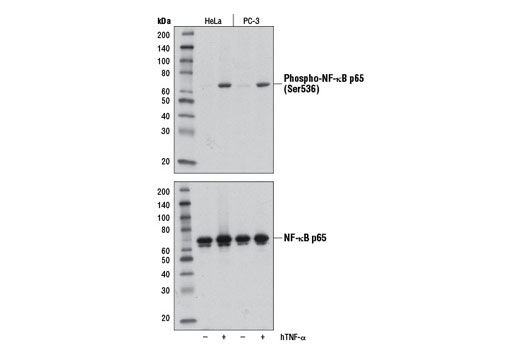 Western Blotting Image 2: Phospho-NF-κB p65 (Ser536) (E1Z1T) Mouse mAb