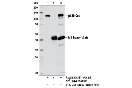 Immunoprecipitation Image 1: p130 Cas (E1L9G) Rabbit mAb
