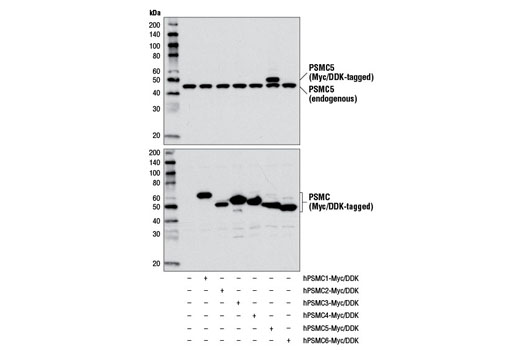 Western Blotting Image 1: PSMC5/TRIP1 Antibody