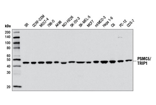 Western Blotting Image 2: PSMC5/TRIP1 Antibody