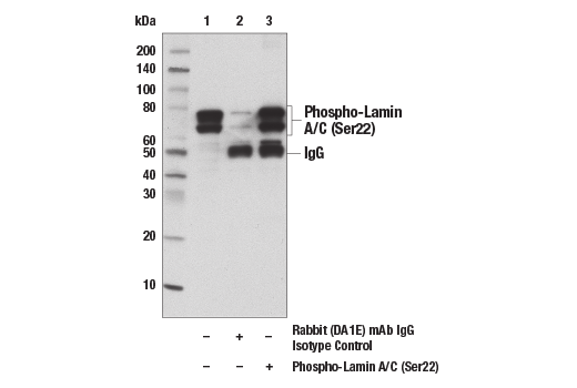 Immunoprecipitation Image 1: Phospho-Lamin A/C (Ser22) (D2B2E) Rabbit mAb