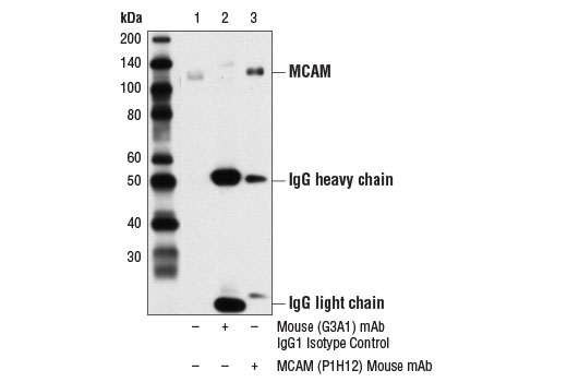 Immunoprecipitation Image 1: MCAM (P1H12) Mouse mAb