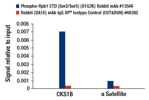 CUT and RUN Image 3: Phospho-Rpb1 CTD (Ser2/Ser5) (D1G3K) Rabbit mAb