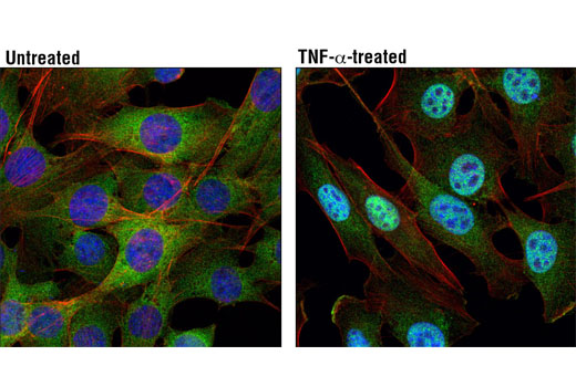 Immunofluorescence Image 1: NF-κB1 p105/p50 (D4P4D) Rabbit mAb (BSA and Azide Free)