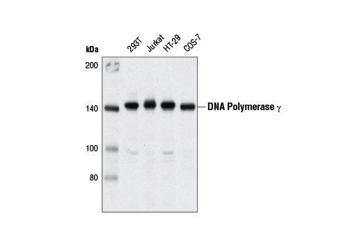Western Blotting Image 1: DNA Polymerase γ (D1Y6R) Rabbit mAb