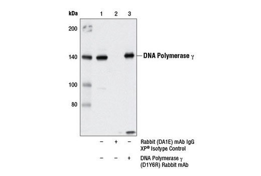 Immunoprecipitation Image 1: DNA Polymerase γ (D1Y6R) Rabbit mAb