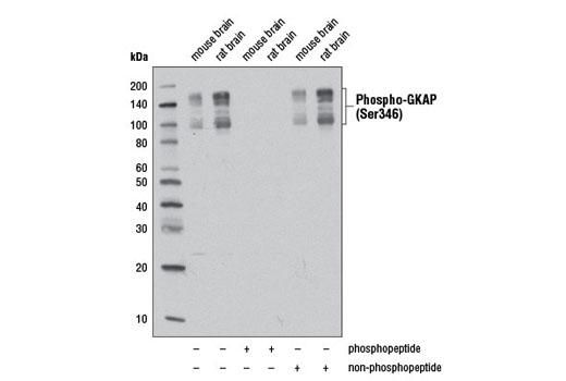 Western Blotting Image 1: Phospho-GKAP (Ser346) Antibody