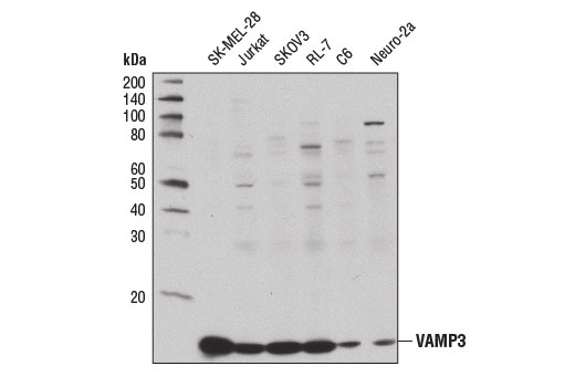 Western Blotting Image 1: VAMP3 Antibody