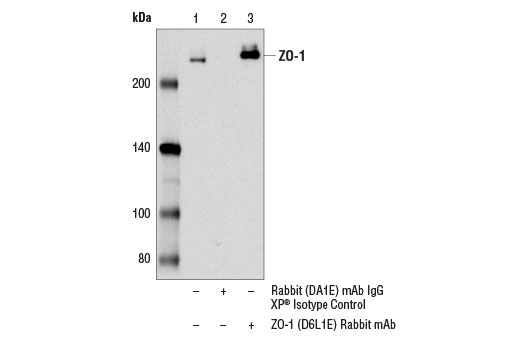 Immunoprecipitation Image 1: ZO-1 (D6L1E) Rabbit mAb