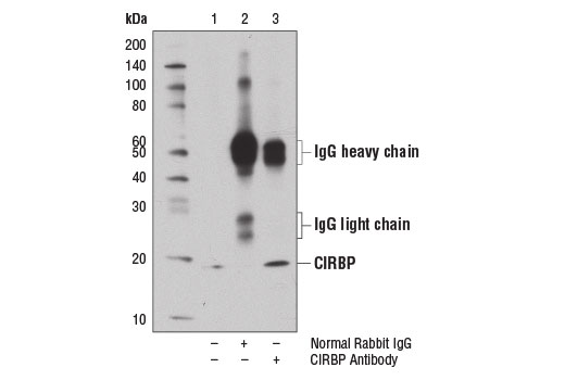 Immunoprecipitation Image 1: CIRBP Antibody