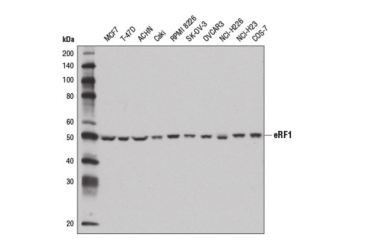 Western Blotting Image 1: eRF1 Antibody