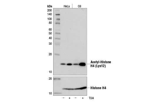 Western Blotting Image 1: Acetyl-Histone H4 (Lys12) (D2W6O) Rabbit mAb
