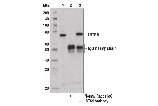 Immunoprecipitation Image 1: INTS9 Antibody