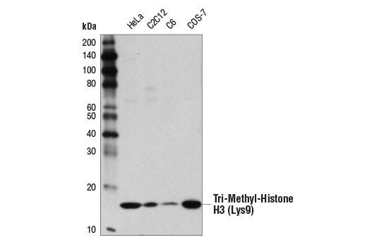  Image 1: Tri-Methyl Histone H3 Antibody Sampler Kit