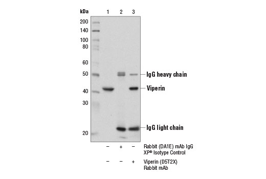 Immunoprecipitation Image 1: Viperin (D5T2X) Rabbit mAb