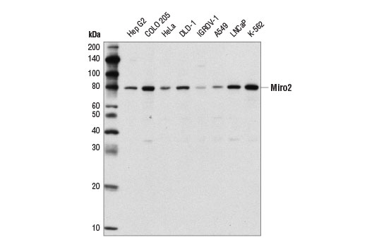 Western Blotting Image 1: Miro2 Antibody