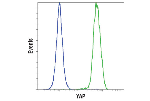 Flow Cytometry Image 1: YAP (D8H1X) XP® Rabbit mAb
