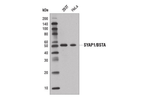Western Blotting Image 1: SYAP1/BSTA Antibody