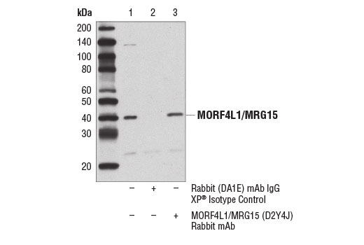 Immunoprecipitation Image 1: MORF4L1/MRG15 (D2Y4J) Rabbit mAb