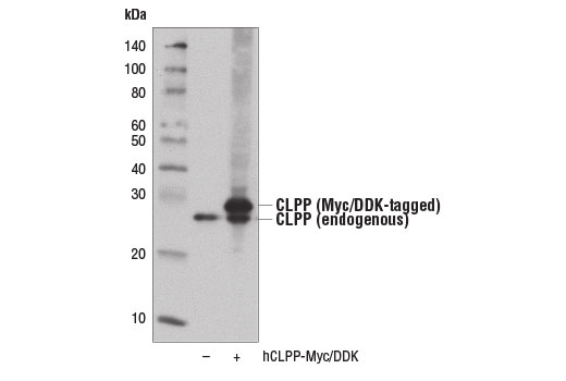 Western Blotting Image 2: CLPP Antibody