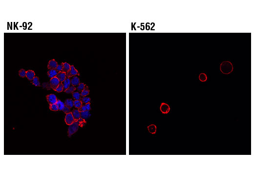 Immunofluorescence Image 1: T-Bet/TBX21 (D6N8B) XP® Rabbit mAb (Alexa Fluor® 647 Conjugate)