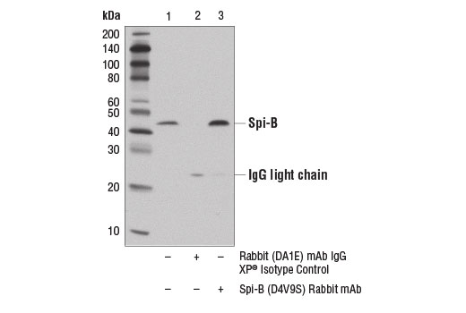 Immunoprecipitation Image 1: Spi-B (D4V9S) Rabbit mAb