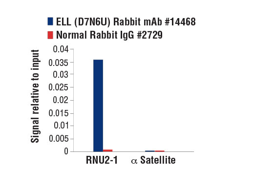 Chromatin Immunoprecipitation Image 3: ELL (D7N6U) Rabbit mAb