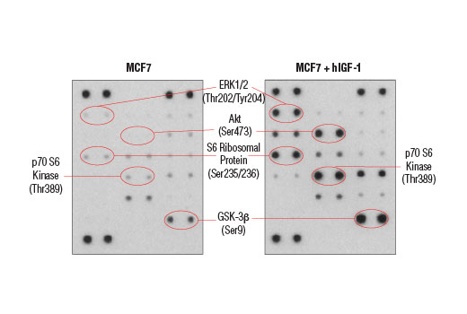  Image 2: PathScan® Intracellular Signaling Membrane Array Kit (Chemiluminescent Readout)