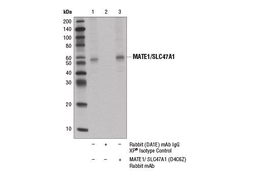 Immunoprecipitation Image 1: MATE1/SLC47A1 (D4C6Z) Rabbit mAb