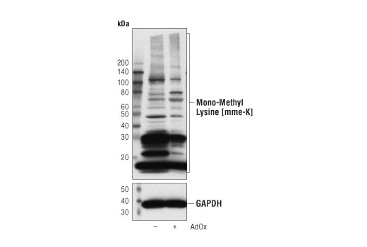 Western Blotting Image 1: Mono-Methyl Lysine [mme-K] MultiMab®  Rabbit mAb mix