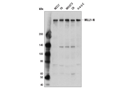 Western Blotting Image 1: MLL1 (D2M7U) Rabbit mAb (Amino-terminal Antigen)