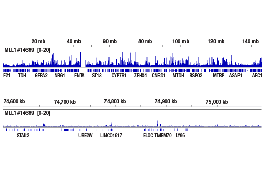 CUT and RUN Image 2: MLL1 (D2M7U) Rabbit mAb (Amino-terminal Antigen)