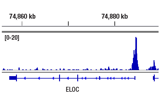 CUT and RUN Image 1: MLL1 (D2M7U) Rabbit mAb (Amino-terminal Antigen)