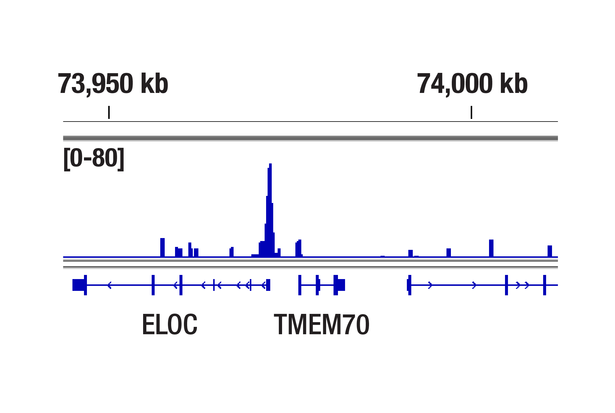 CUT and Tag Image 1: MLL1 (D2M7U) Rabbit mAb (Amino-terminal Antigen)