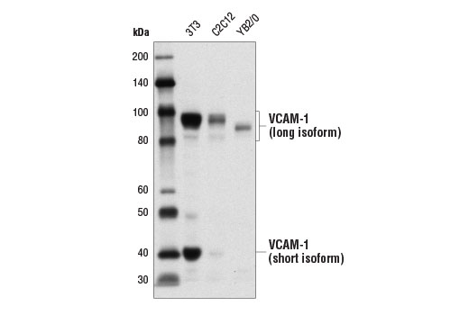 Western Blotting Image 2: VCAM-1 Antibody