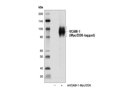 Western Blotting Image 3: VCAM-1 Antibody