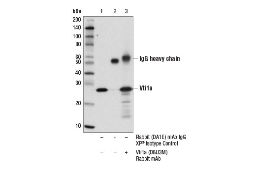 Immunoprecipitation Image 1: Vti1a (D8U3M) Rabbit mAb