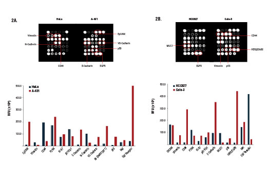  Image 2: PathScan® Cancer Phenotype Antibody Array Kit (Fluorescent Readout)