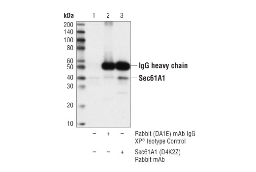 Immunoprecipitation Image 1: Sec61A1 (D4K2Z) Rabbit mAb