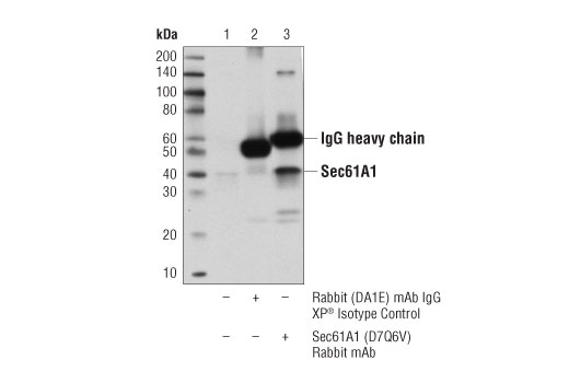 Immunoprecipitation Image 1: Sec61A1 (D7Q6V) Rabbit mAb