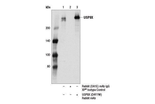 Immunoprecipitation Image 1: USP9X (D4Y7W) Rabbit mAb
