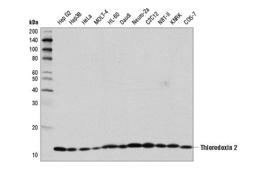 Western Blotting Image 1: Thioredoxin 2 (D1C9L) Rabbit mAb