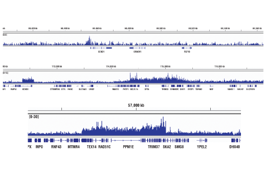 Chromatin Immunoprecipitation Image 2: BRD7 (D9K2T) Rabbit mAb (ChIP Formulated)