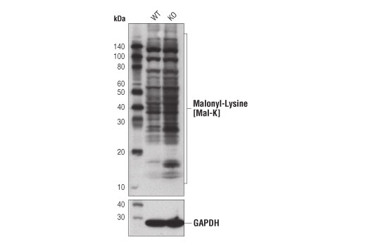 Western Blotting Image 1: Malonyl-Lysine [Mal-K] MultiMab®  Rabbit mAb mix