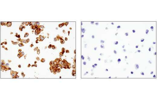 Immunohistochemistry Image 3: TIM-1 (E1R9N) Rabbit mAb (BSA and Azide Free)